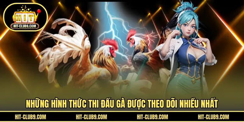 Những hình thức thi đấu gà được theo dõi nhiều nhất